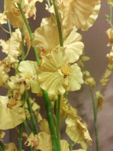 Misswarm 10 PIECES 41.3"of Dancing Lady Orchid